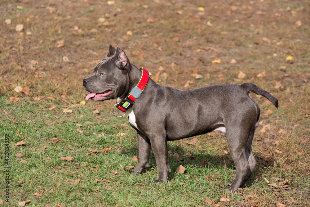 Cute american bully puppy is standing in the autumn park. Seven month old. Pet animals.