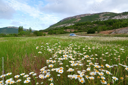 Mountain meadow with white flowers on a quiet summer morning. The Crimea, Mangup Kale.