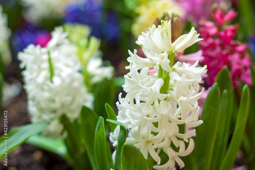 Blooming spring hyacinth flower in a flower bed. Colorful hyacinths, traditional Easter flowers, floral background. Close-up macro photography, selective focus. Blooming spring hyacinth flower in a flower bed. Colorful hyacinths, traditional Easter flowers, floral background. Close-up macro photography, selective focus.
