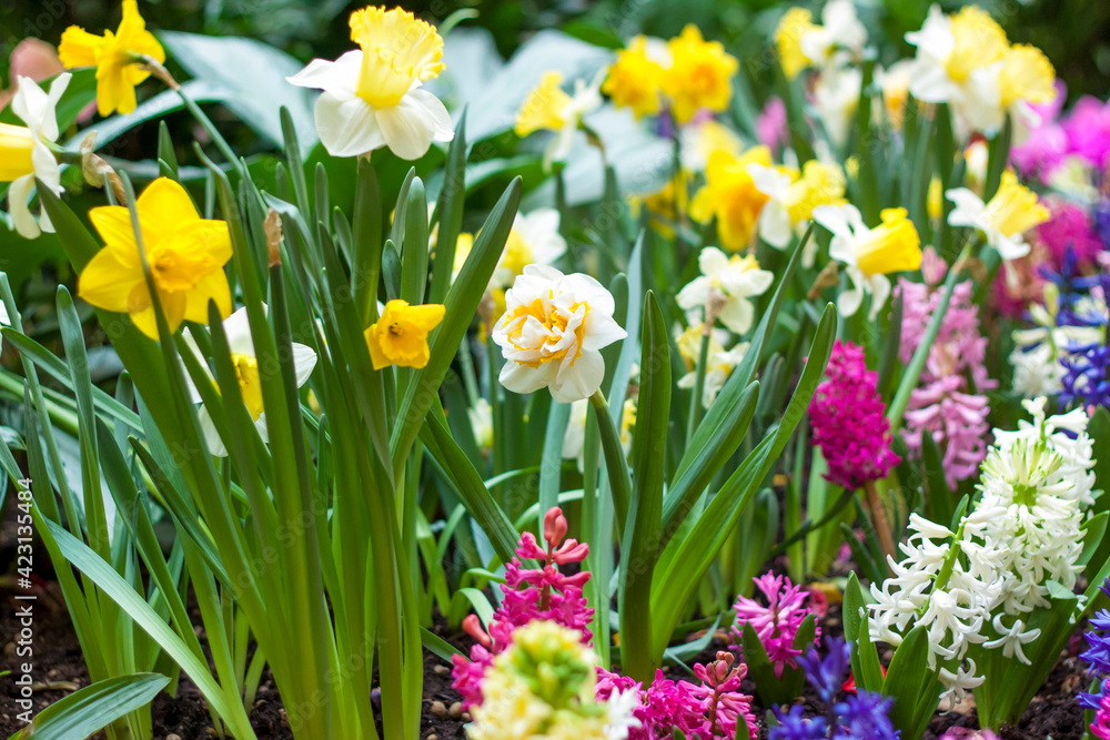 A flower bed with yellow daffodils blooming in the spring garden. In the spring, daffodils of various types bloom in the garden. A blooming daffodil. Blooming daffodils in spring. A flower bed with yellow daffodils blooming in the spring garden. In the spring, daffodils of various types bloom in the garden. A blooming daffodil. Blooming daffodils in spring.