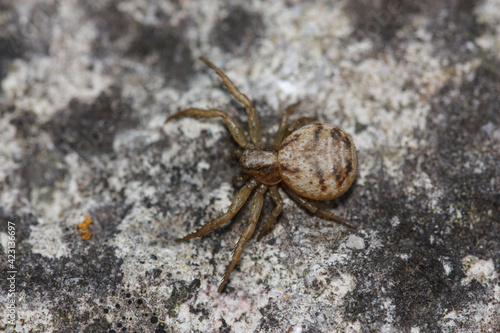 Ozptila spider seen from above