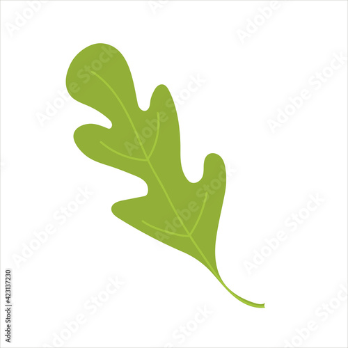 Arugula green leaf. Salad ingredient. Isolated flat vector illustration.
