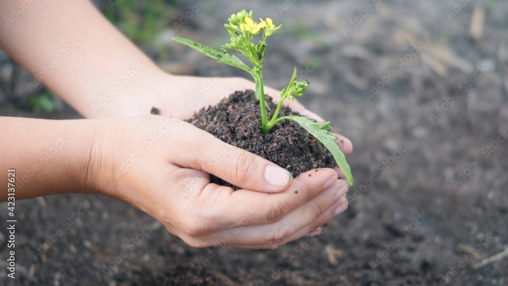 Woman hand hold planting growing a tree in soil on the garden Woman hand hold planting growing a tree in soil on the garden