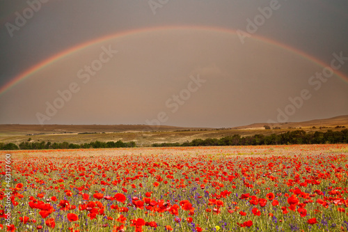  Magnificent rainbow over the poppy flower field, mountains on the horizon. The Crimea, Simferopol.