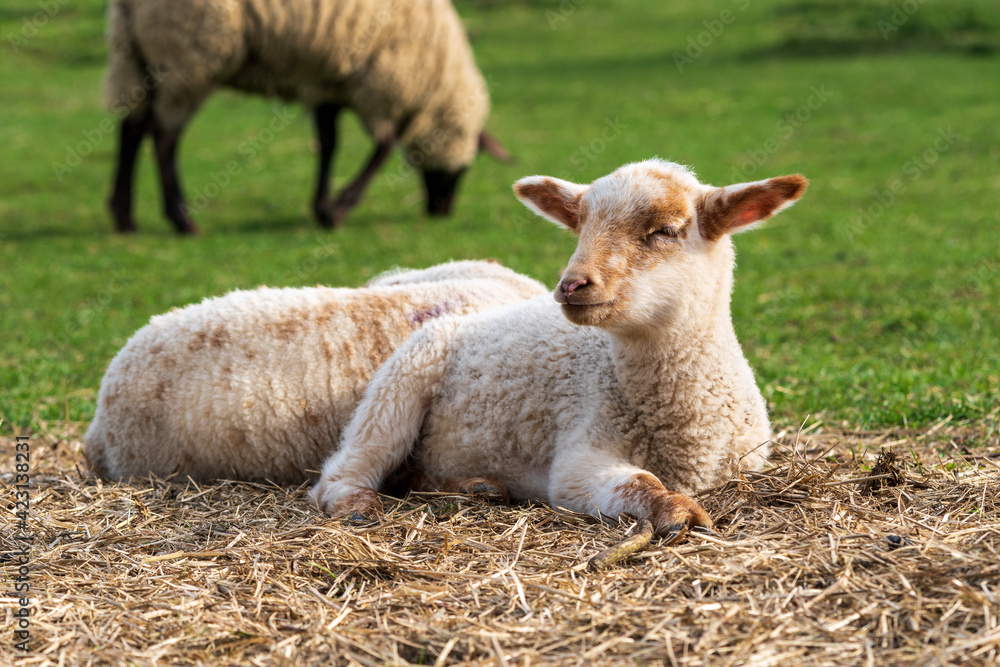 Close-up portrait of a tired looking white and brown lamb with half closed eyes sitting on straw on a green meadow. Concept of free-range farming, animal welfare, spring or Easter season. Close-up portrait of a tired looking white and brown lamb with half closed eyes sitting on straw on a green meadow. Concept of free-range farming, animal welfare, spring or Easter season.