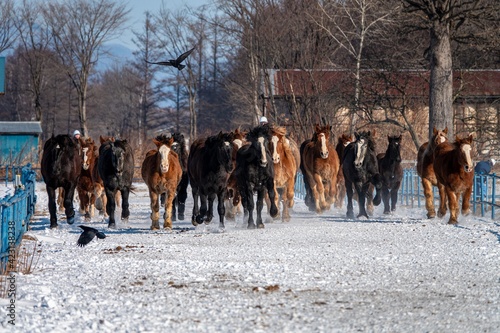 冬の北海道 音更町十勝牧場の馬追い運動 