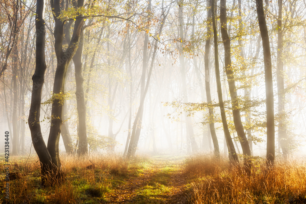 Footpath through Sunny Forest in Autumn with Morning Fog