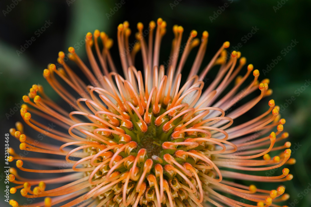 Extreme close up spiny orange pincushion flower
Extreme close up spiny orange pincushion flower