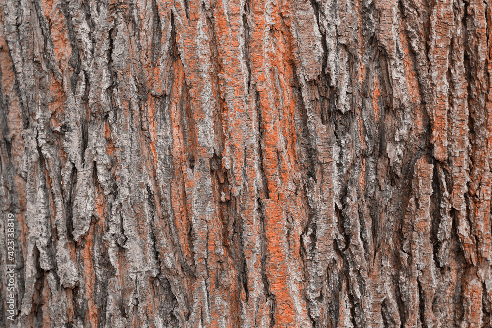 Baumrinde als strukturiertes Hintergrundbild