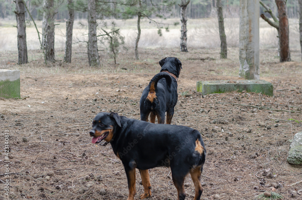Two black dogs are walking along dry pine needles with cones.