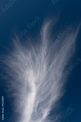 white feather clouds in the form of a tail against the blue sky. vertical image of the sky. copy space