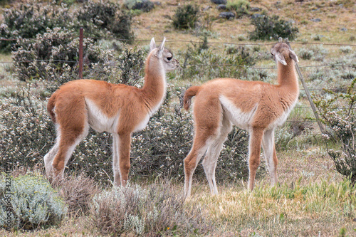 wild guanakos in torres del paine national park, patagonia, chile