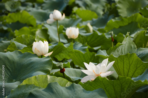 Green lotus pond-lots of lotus leaves-white lotus