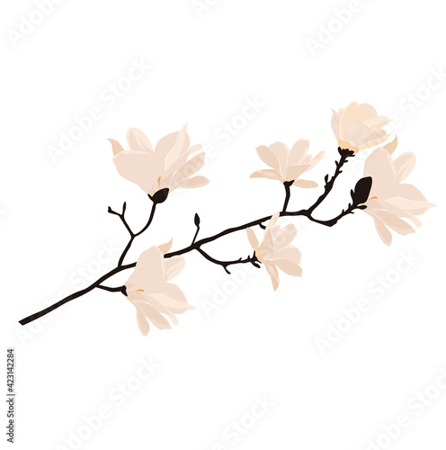 White magnolia vector stock illustration. A branch with beige flowers in pastel beige tones. Spring illustration template for a card. Isolated on a white background.