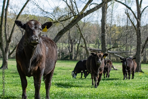 Slika na platnu Angus heifer with herd in pecan grove pasture
