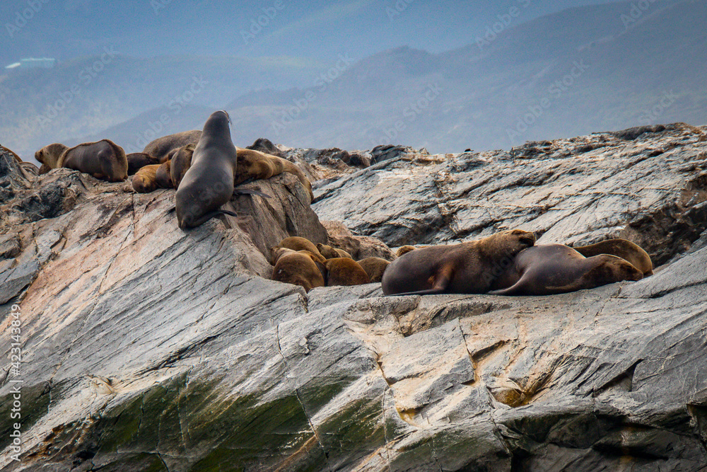 Fototapeta premium sea lions, beagle channel, patagonia, argentina, south america, fin del mundo