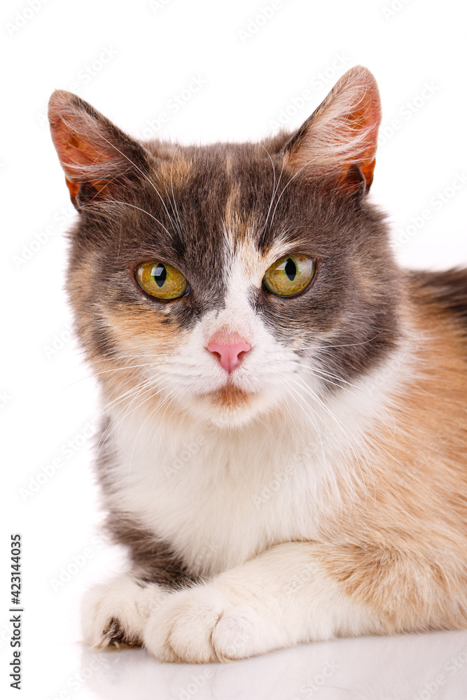 Portrait of a tricolor cat close up on a white background.