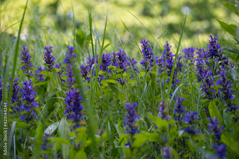 Naklejka premium Ajuga reptans, or carpet horn, is a blue-flowered perennial plant that grows in Mediterranean meadows. European wildflowers. background of blue meadow flowers in green grass close up