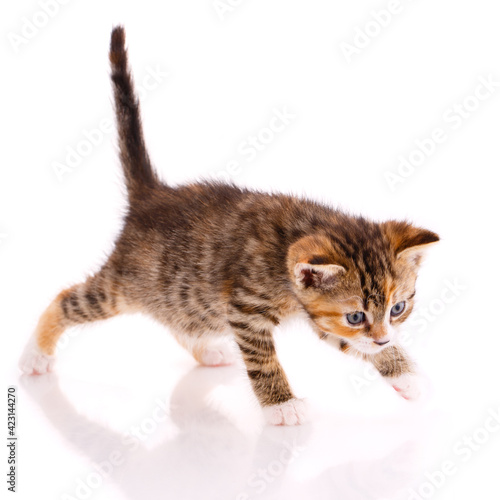 Playful tricolor kitten on a white background.