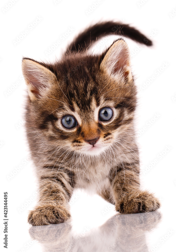 Portrait of a little kitten on a white background.