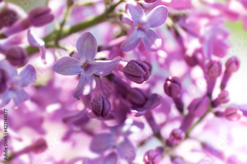 Close-up of a twig with purple lilac scented spring flowers and some buds of the Syringa Vulgaris. Fresh sunny impressionistic morning photo with narrow depth of field