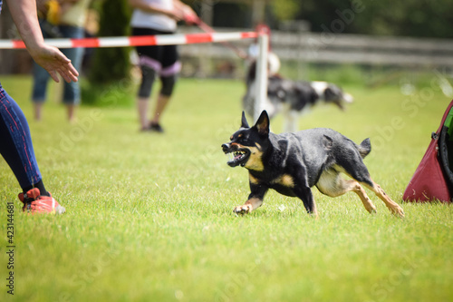 Kelpie is running in agility. Amazing evening, Hurdle having private agility training for a sports competition