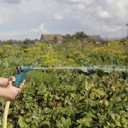 Children's hands watering the vegetable garden from a garden sprayer against the background of a blue sky with white clouds on a sunny summer day, European rural landscape