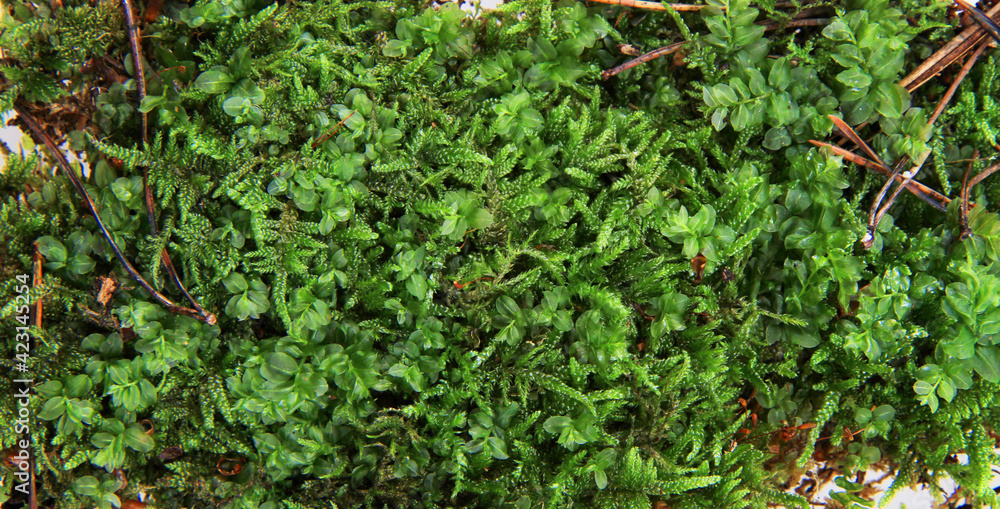 green moss texture green moss texture