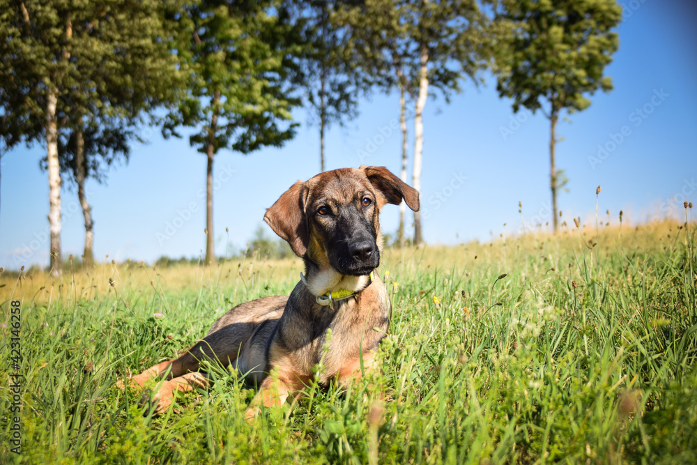 Portrait of german shepherd puppy, who is lying in meadow. He is so happy. Portrait of german shepherd puppy, who is lying in meadow. He is so happy.