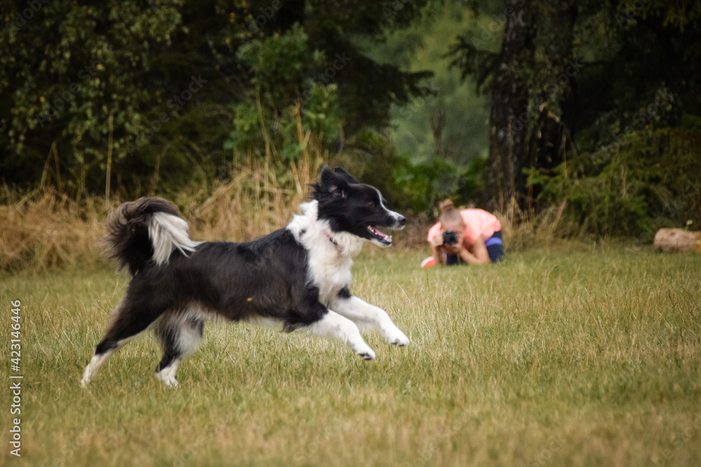 border collie is running in agility camp.  Amazing evening, Hurdle having private agility training for a sports competition