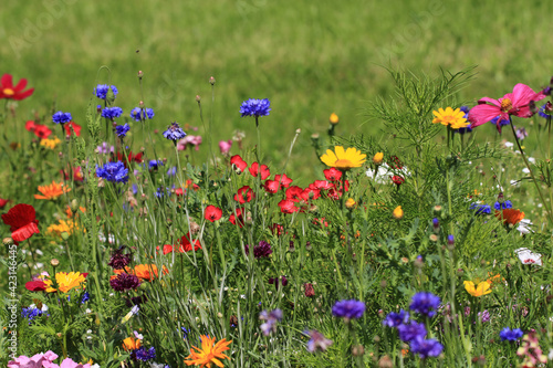 nice meadow flowers texture