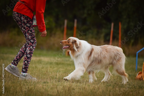 Australian shepherd, is running in agility camp.  Amazing evening, Hurdle having private agility training for a sports competition © doda