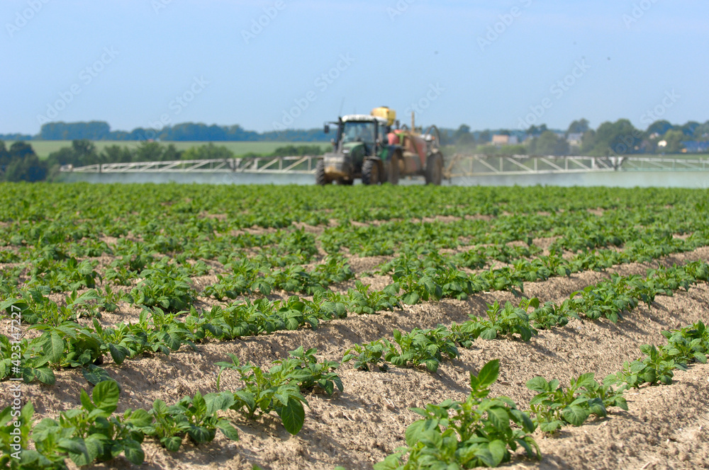 Traitement contre le mildiou sur champ de pomme de terre Stock Photo — free download