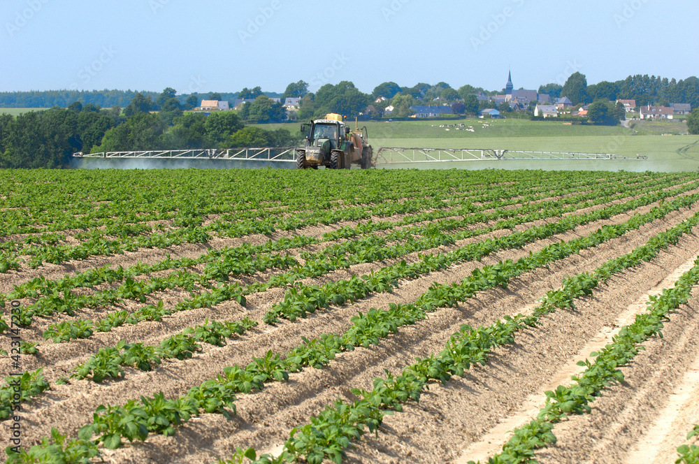 Traitement contre le mildiou sur champ de pomme de terre Stock Photo — free download