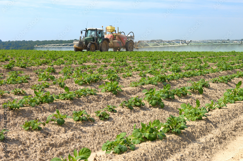Traitement contre le mildiou sur champ de pomme de terre Stock Photo — free download