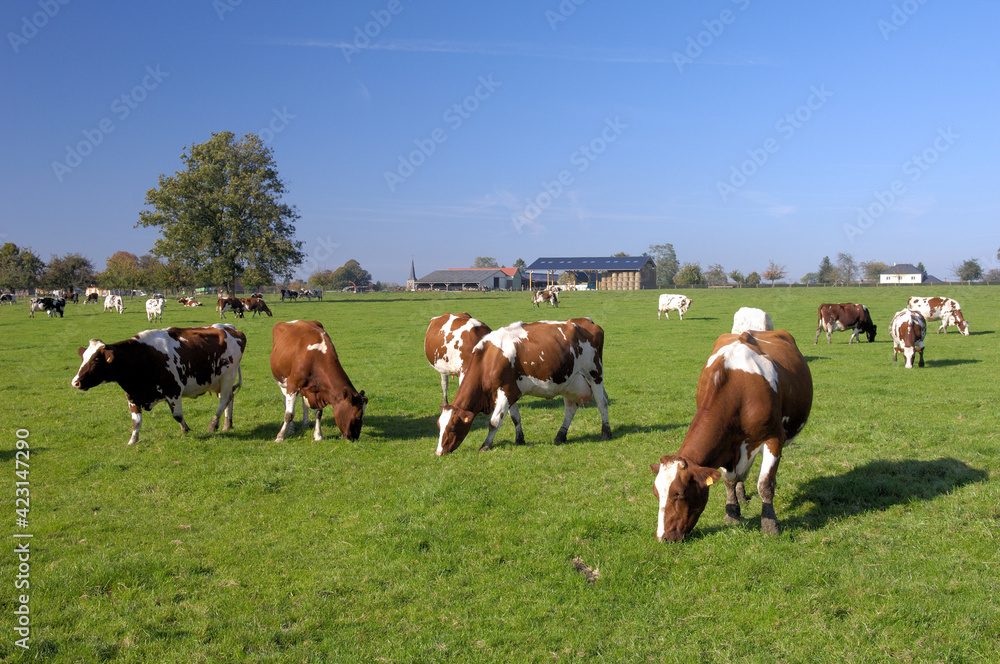 Troupeau de vaches au pré de races diverses. Bâtiment agricole en arrière plan Troupeau de vaches au pré de races diverses. Bâtiment agricole en arrière plan