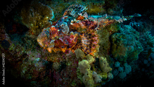 Scorpion fish lies on the reef of the Red Sea