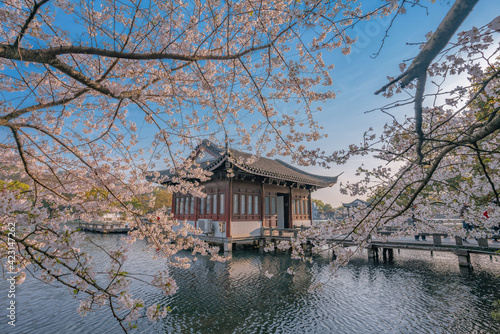 Photography The blooming cherry blossoms at the West Lake in Hangzhou, China, spring time
