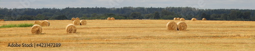 Round hay stacks on Golden yellow harvested wheat field with forest line on horizon on summer day, beautiful European rural agricultural landscape panoramic view