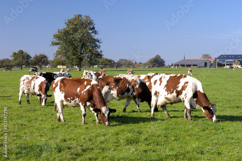 Vaches au pré de races diverses. Bâtiment agricole en arrière plan
