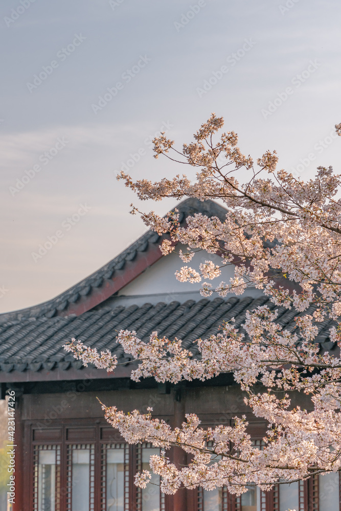 The blooming cherry blossoms at the West Lake in Hangzhou, China, spring time. The blooming cherry blossoms at the West Lake in Hangzhou, China, spring time.