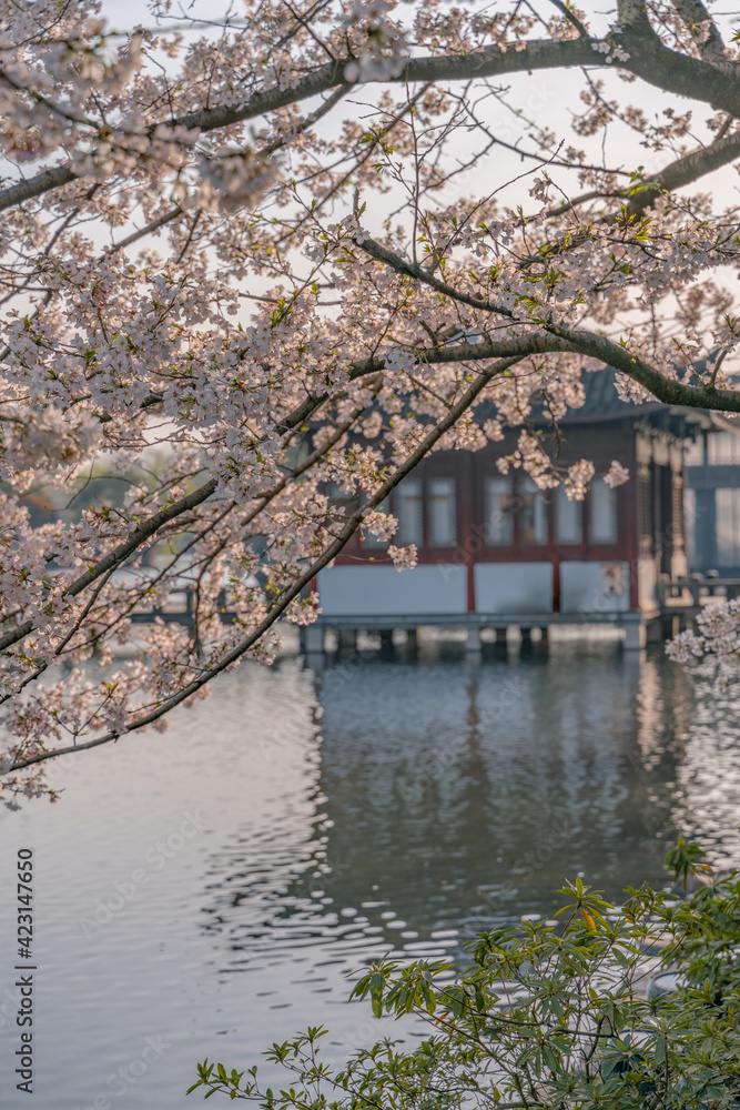 Naklejka premium The blooming cherry blossoms at the West Lake in Hangzhou, China, spring time.