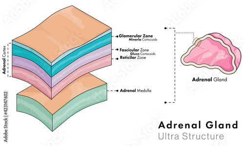 Cross section of adrenal gland layers