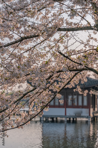 The blooming cherry blossoms at the West Lake in Hangzhou, China, spring time. © Zimu