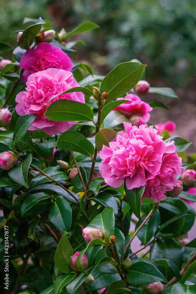 Camellia Williamsii 'Debbie' bushy evergreen shrub hardy plant
