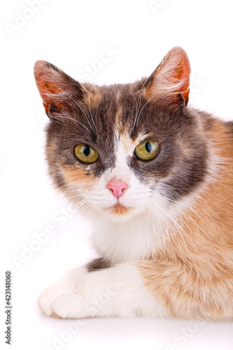 Face of a tricolor cat on a white background close up.