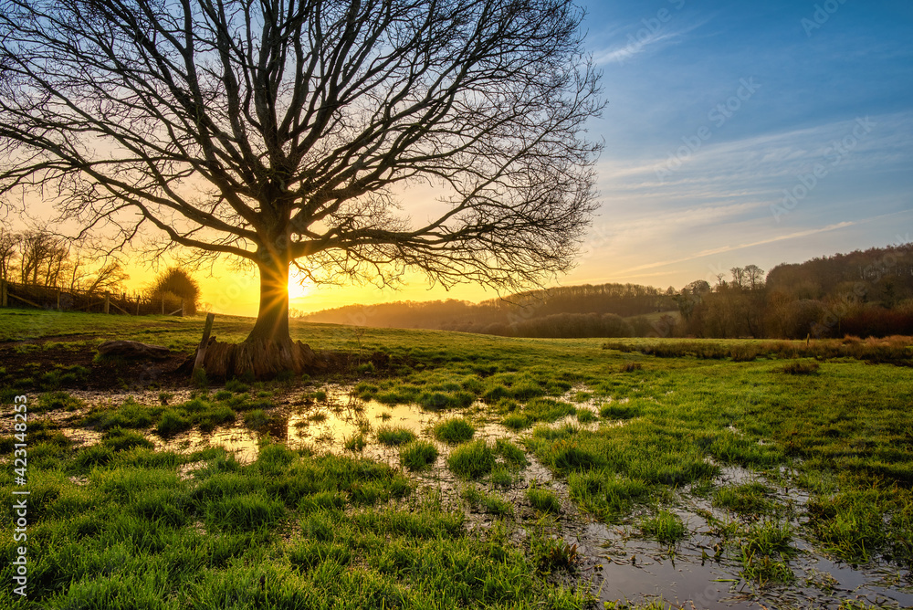 Fototapeta premium Sunrise over flooded field in River Chess Valley, Latimer near Chesham, The Chilterns AONB, England