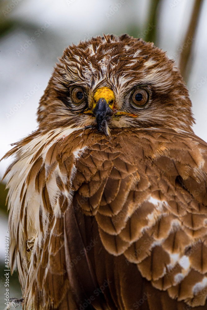 Obraz premium close up of a eagle