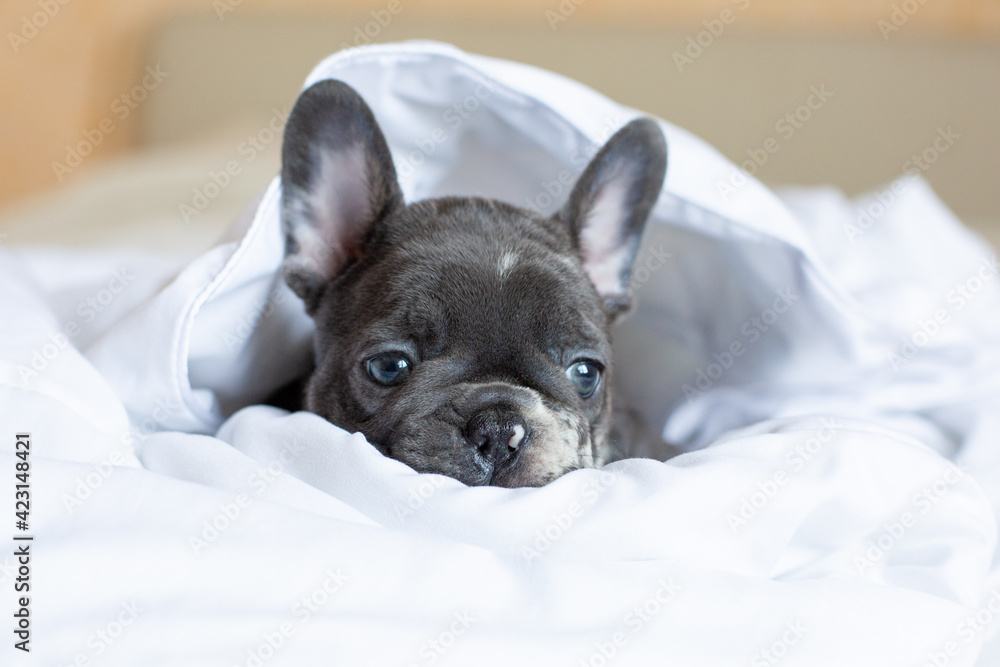 a French bulldog puppy lies on a bed under a blanket at home
