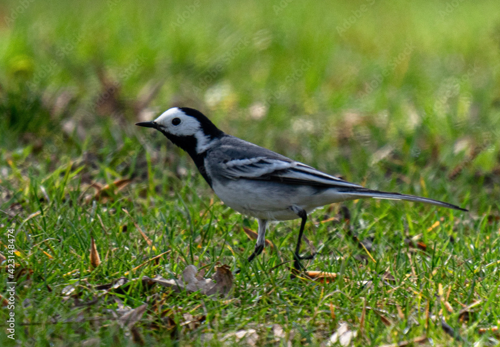 Fototapeta premium bird on a grass